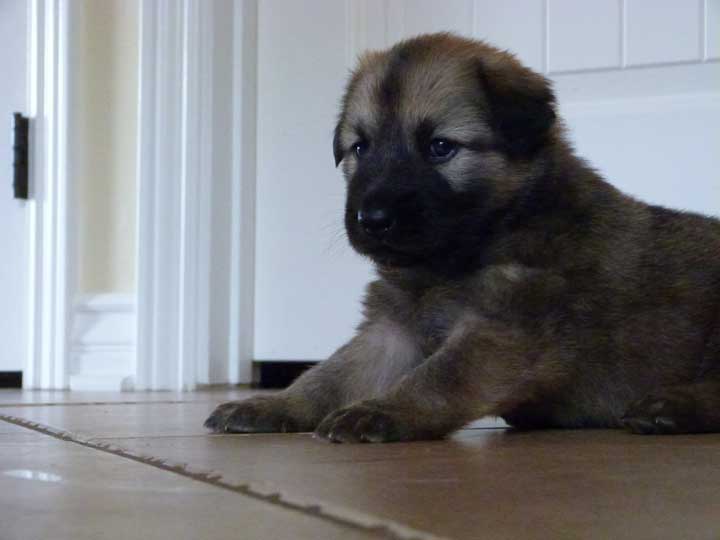 chinook dog